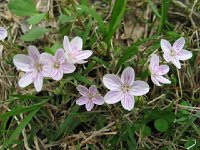 Spring Beauty  Spring Beauty (Claytonia virginica) Edible